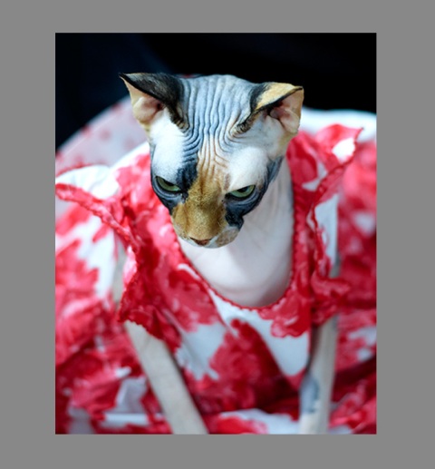 Sphynx-Cat-Photographs-CF013043