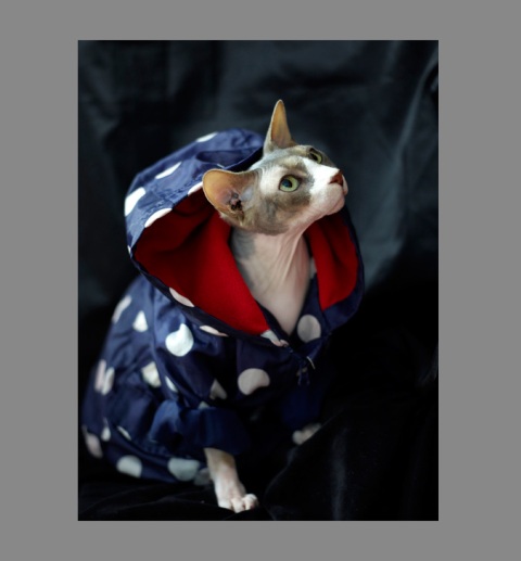 Sphynx-Cat-Photographs-CF013094