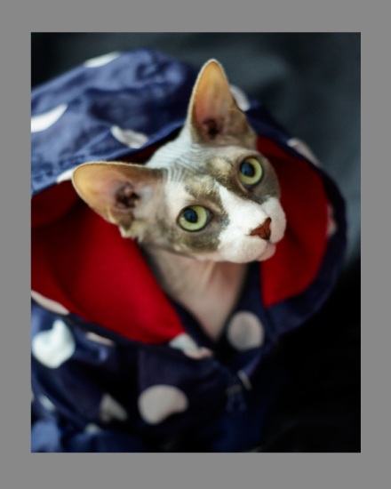 Sphynx-Cat-Photographs-CF013099-v2