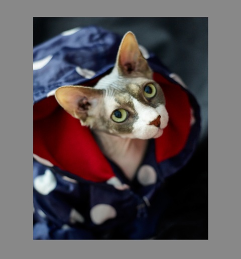 Sphynx-Cat-Photographs-CF013099-v2