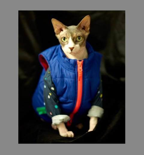 Sphynx-Cat-Photographs-CF013100