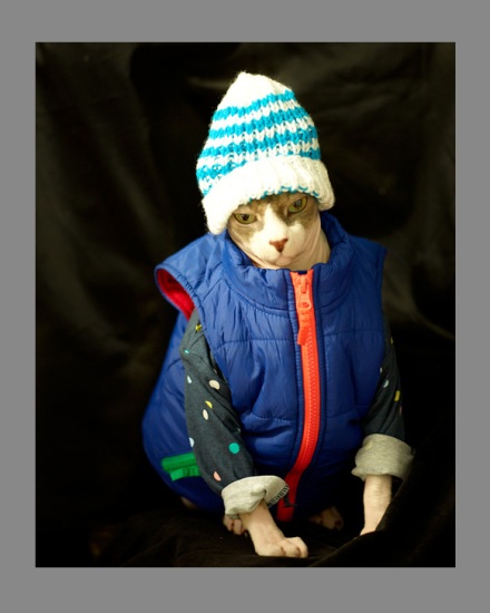 Sphynx-Cat-Photographs-CF013103