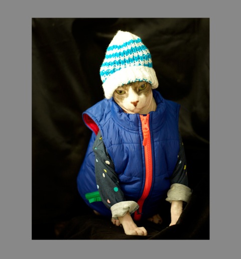 Sphynx-Cat-Photographs-CF013103