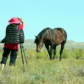 Among wild Horses, A Portrait of the Pryor Mountain Mustangs, Beauty of the World's Wild Horses Photography, The Adventure of Photographing Wild Horses, Dr Zenaidy Castro globetrotting Dentist and Photographer