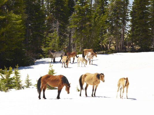 Facts About America's Wild Horses, Mustangs: Facts About America's Wild Horses Society, Wild Horses Community or Society, Feral Horses Society