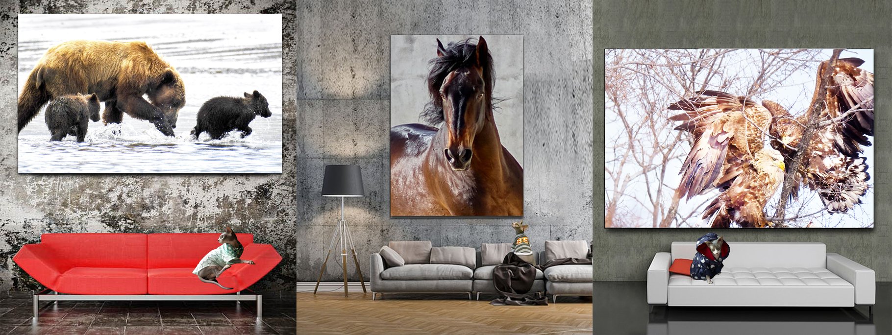Buy Luxury Premium Fine Arts and Photographs for sale Melbourne Australia by Cosmetic Dentist in Melbourne, Dr Zenaidy Castro
