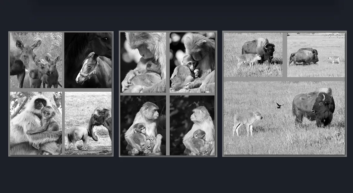 Premium Black and White Fine Art Animal Photography For Sale by Cosmetic Dentist in Melbourne Dr Zenaidy Castro