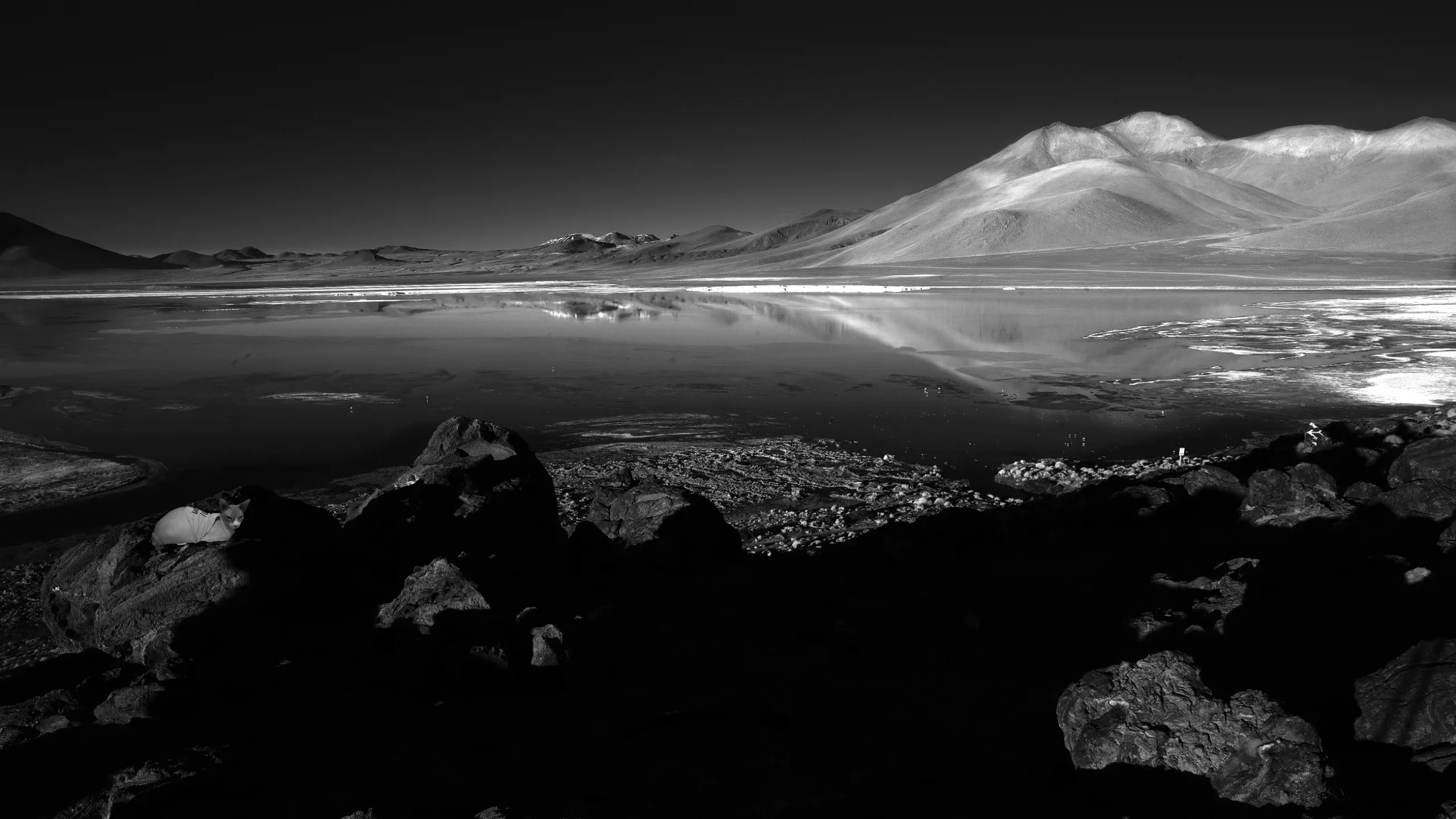 Sphynx Cats in Art Cats in Arts Sphynx Cats photos for sale 3 1 scaled