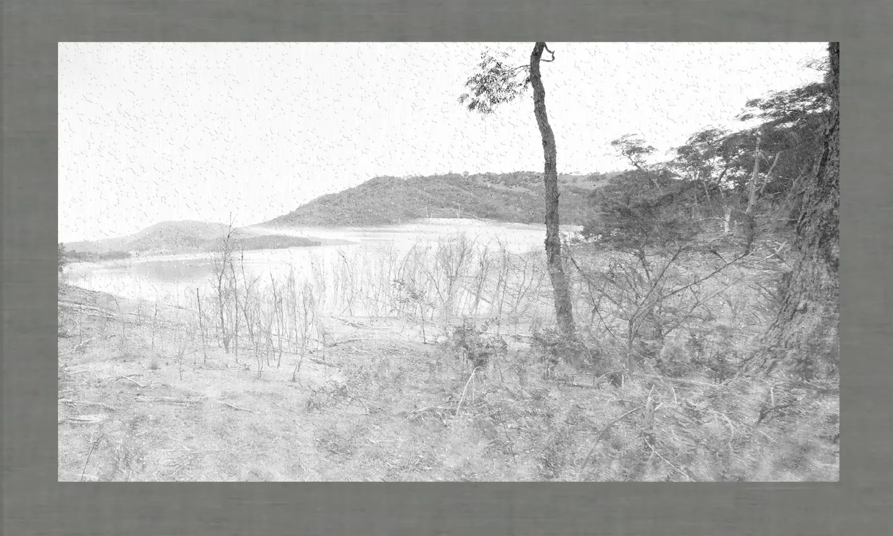 Trees and Trees Photography