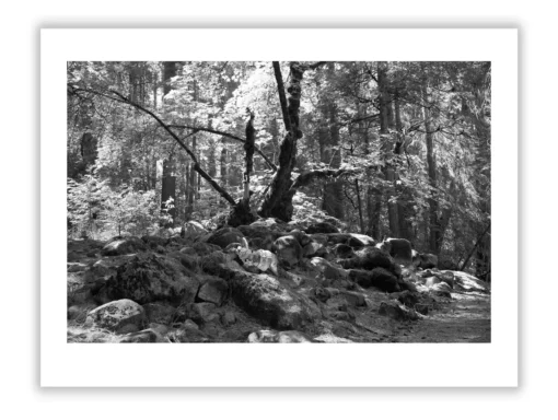 1.4 155 ORIENTATION Black and White Photographs 3 X 2 TREES L1001283 Yosemite 2016