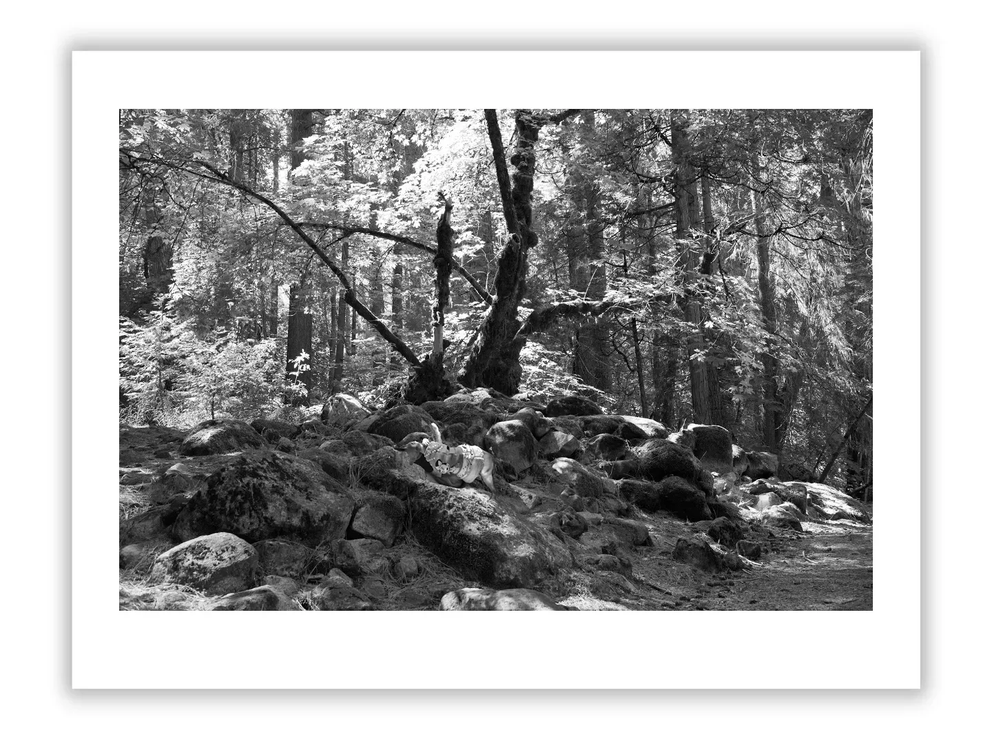 1.4 155 ORIENTATION Black and White Photographs 3 X 2 TREES L1001283 Yosemite 2016