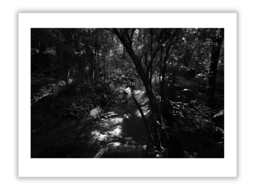1.4 157 ORIENTATION Black and White Photographs 3 X 2 TREES L1027192 93 Hopetoun falls walk 2015