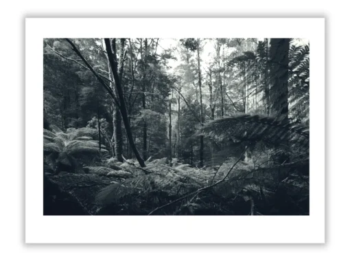 1.4 159 ORIENTATION Black and White Photographs 3 X 2 TREES L1027429 Hopetoun falls walk 2015