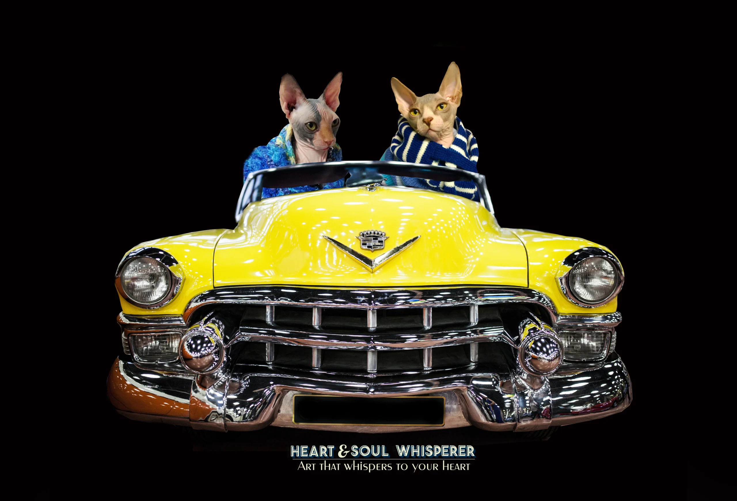 Healthy Sphynx Cats