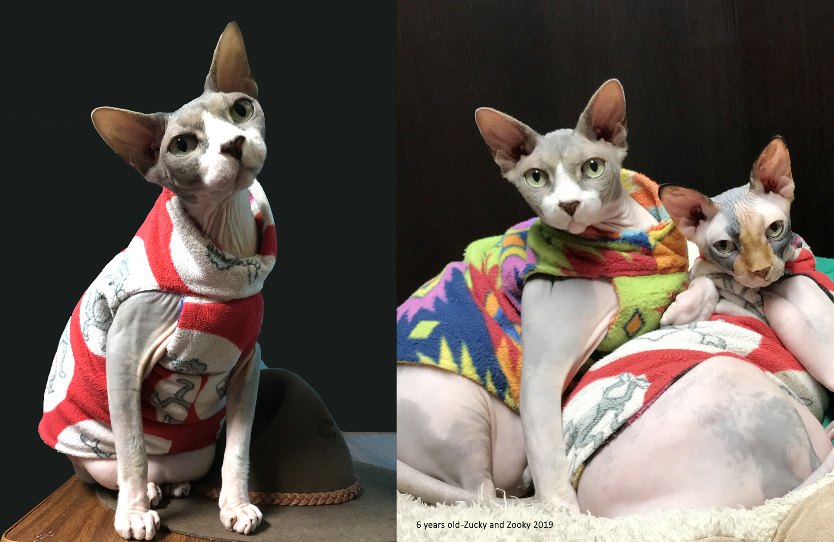 Zucky and Zooky 2019 6 years old