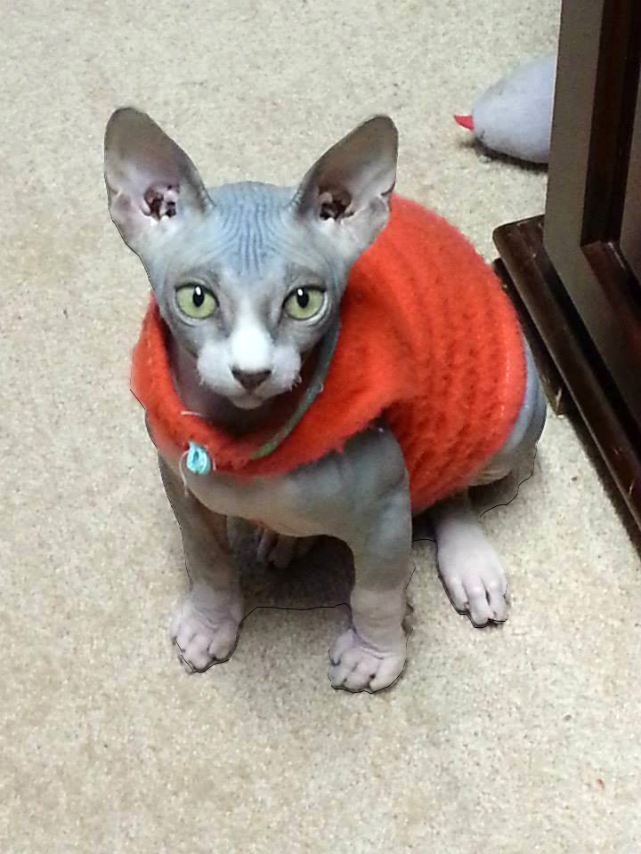 pet loss poems for dog and cat owners