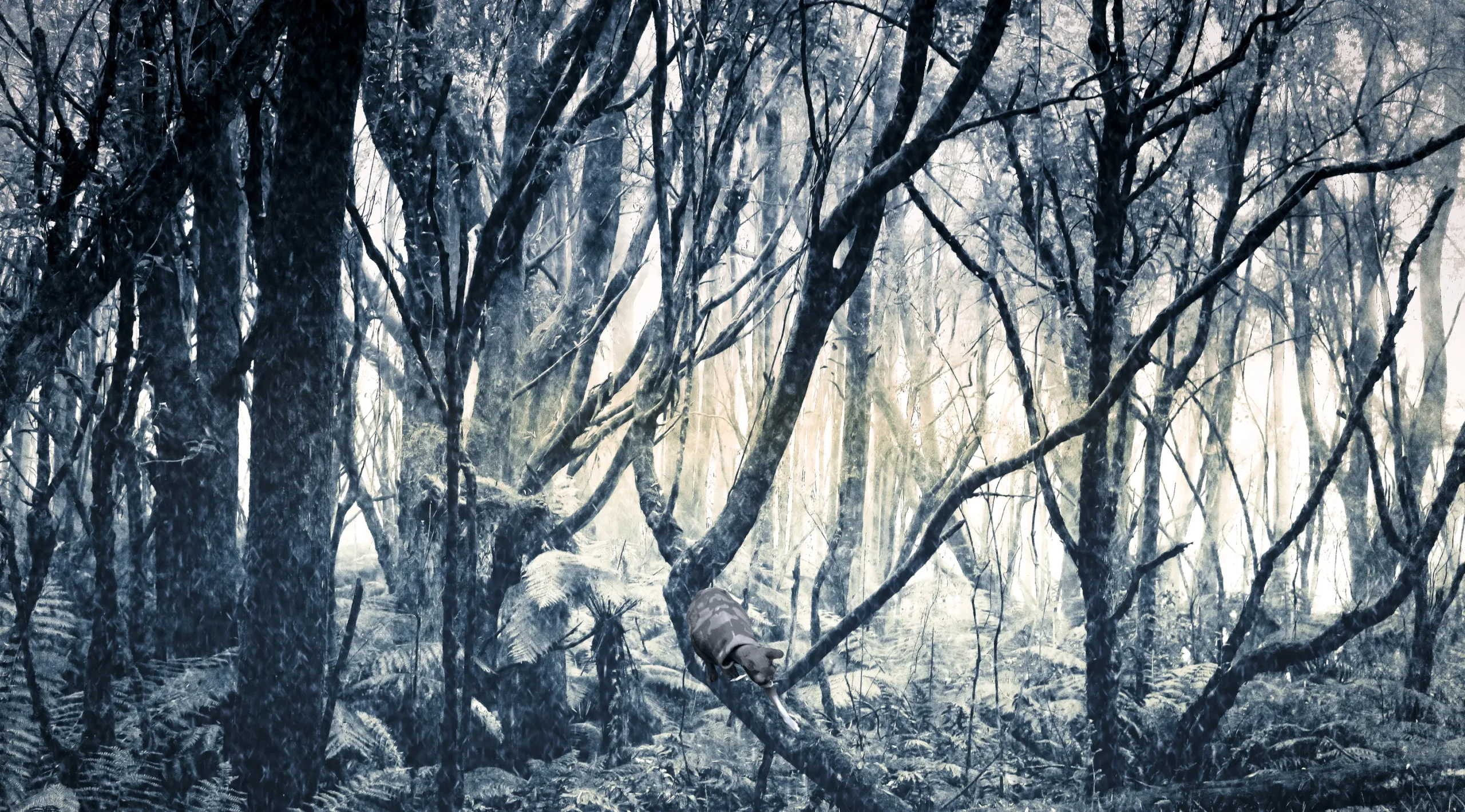 Dark, Moody and Mystical Landscape Photos-ANSEL ADAM'S Black and White Photography Style