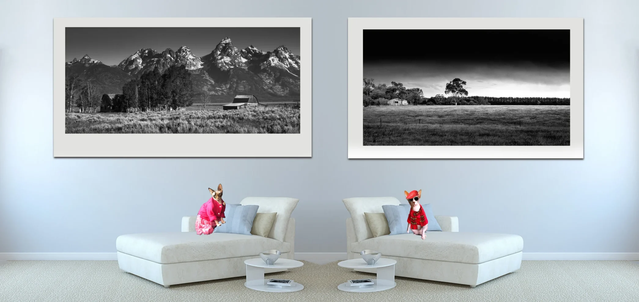 Black and White Country Living - The Simple Life Photographs, Fine Art Photography with sphynx Cats