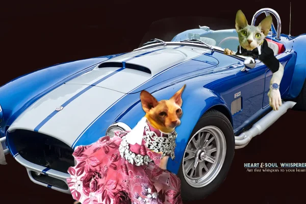 Zucky Sphynx Cats Photos -Heart & Soul Whisperer Art Gallery (1)